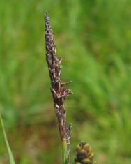 Fotografia da espécie Carex nigra