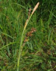 Fotografia da espécie Carex panicea