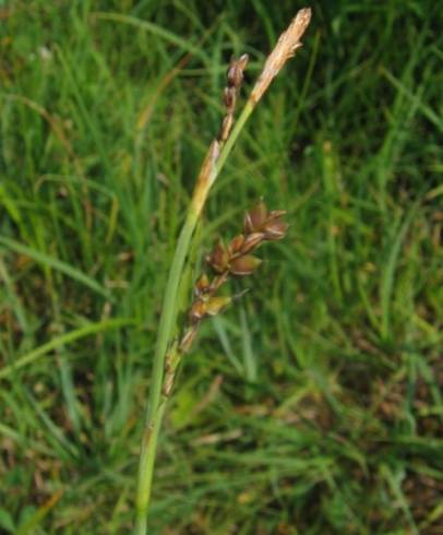 Fotografia de capa Carex panicea - do Jardim Botânico