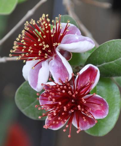 Fotografia de capa Acca sellowiana - do Jardim Botânico