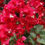 Fotografia 8 da espécie Bougainvillea spectabilis do Jardim Botânico UTAD