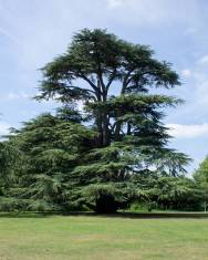 Fotografia da espécie Cedrus libani subesp. libani