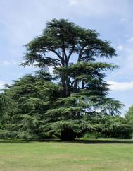 Cedrus libani subesp. libani