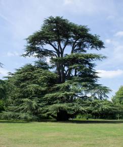 Fotografia da espécie Cedrus libani