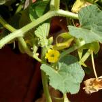 Fotografia 6 da espécie Cucumis melo do Jardim Botânico UTAD