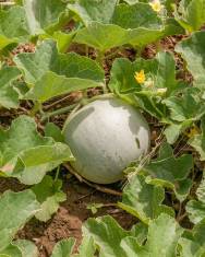 Fotografia da espécie Cucumis melo