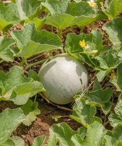 Fotografia da espécie Cucumis melo