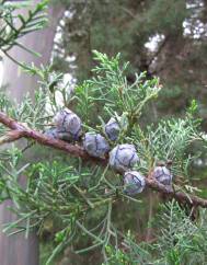 Cupressus arizonica