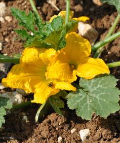 Fotografia da espécie Cucurbita pepo