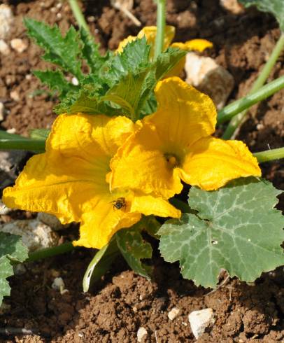 Fotografia de capa Cucurbita pepo - do Jardim Botânico