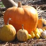 Fotografia 10 da espécie Cucurbita pepo do Jardim Botânico UTAD