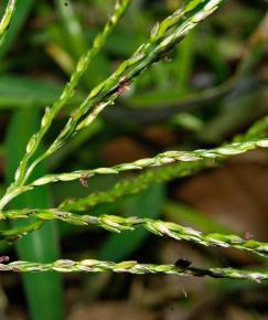 Fotografia da espécie Digitaria sanguinalis