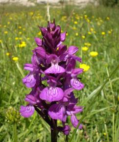 Fotografia da espécie Dactylorhiza elata