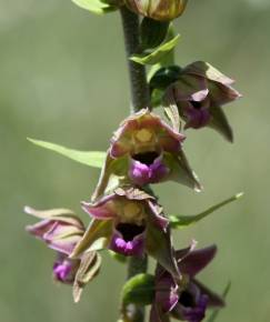 Fotografia da espécie Epipactis tremolsii