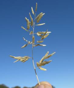 Fotografia da espécie Eragrostis cilianensis