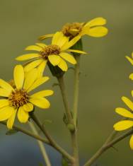 Fotografia da espécie Farfugium japonicum