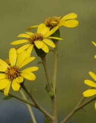 Farfugium japonicum