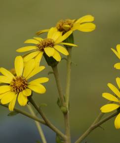 Fotografia da espécie Farfugium japonicum