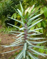 Fotografia da espécie Euphorbia lathyris