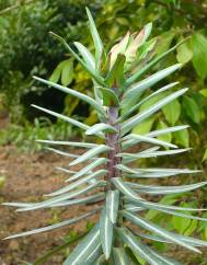 Euphorbia lathyris