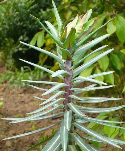 Fotografia de capa Euphorbia lathyris - do Jardim Botânico