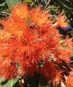 Fotografia da espécie Corymbia ficifolia