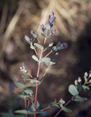 Eucalyptus gunnii