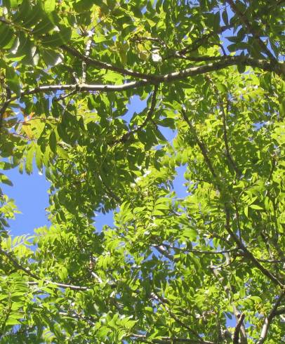 Fotografia de capa Fraxinus excelsior - do Jardim Botânico