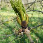 Fotografia 9 da espécie Fraxinus excelsior do Jardim Botânico UTAD