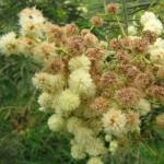 Fotografia 10 da espécie Acacia mearnsii do Jardim Botânico UTAD