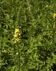 Agrimonia procera