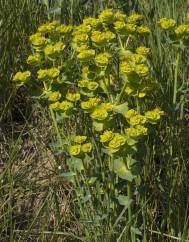 Euphorbia serrata