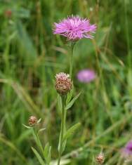 Fotografia da espécie Centaurea jacea subesp. angustifolia