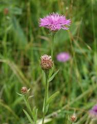 Centaurea jacea subesp. angustifolia