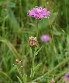 Fotografia da espécie Centaurea jacea