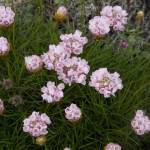 Fotografia 11 da espécie Armeria pungens do Jardim Botânico UTAD