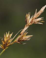 Fotografia da espécie Carex arenaria