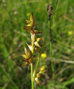 Fotografia da espécie Carex echinata