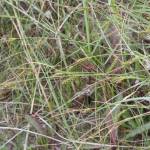 Fotografia 13 da espécie Carex distans do Jardim Botânico UTAD