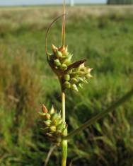 Fotografia da espécie Carex extensa