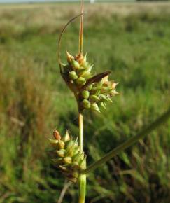 Fotografia da espécie Carex extensa