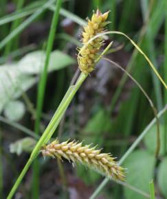 Fotografia da espécie Carex vesicaria