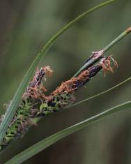 Fotografia da espécie Carex trinervis