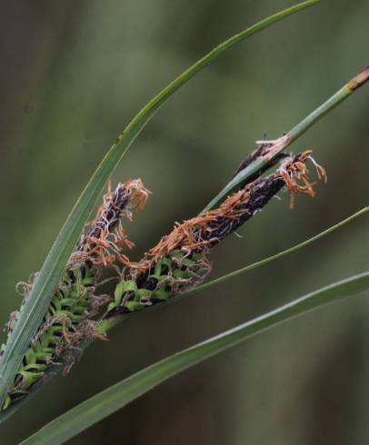 Fotografia de capa Carex trinervis - do Jardim Botânico