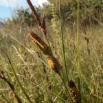 Fotografia 4 da espécie Carex trinervis do Jardim Botânico UTAD