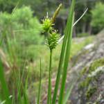 Fotografia 2 da espécie Carex viridula do Jardim Botânico UTAD