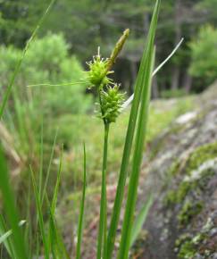 Fotografia da espécie Carex viridula