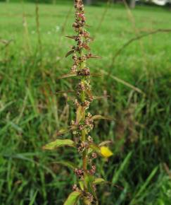 Fotografia da espécie Chenopodium polyspermum