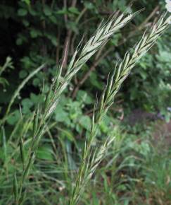 Fotografia da espécie Elymus caninus