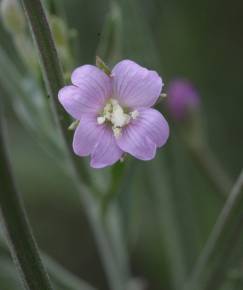 Fotografia da espécie Epilobium lanceolatum